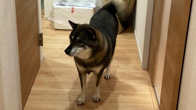 散歩したい時はこうなるという