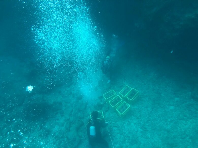 ※宮古島で熟成の様子（画像提供：東海大学海洋学部　合志明倫客員准教授）