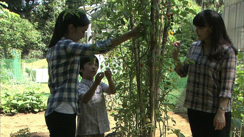 平成26（2014）年8月　トマトを収穫される悠仁さま（8歳の誕生日映像）
