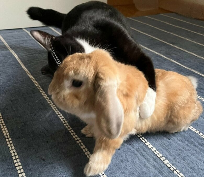 逆にビビくんが近づくことも。キナオくんはどこか困惑？