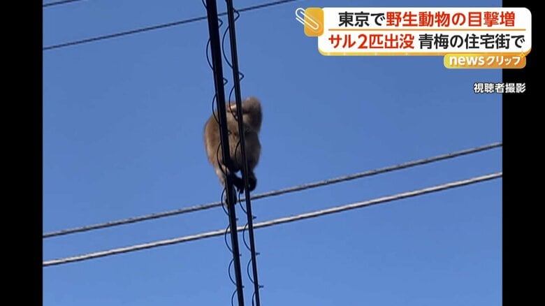 マイペースに背中をかくサル