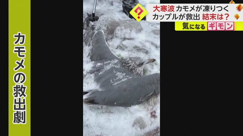 羽も凍ってしまい、飛べない様子