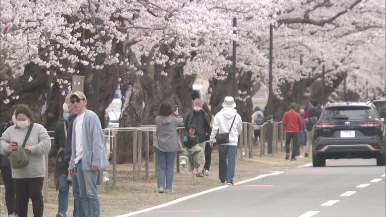 満開の桜のトンネルを楽しむ人々