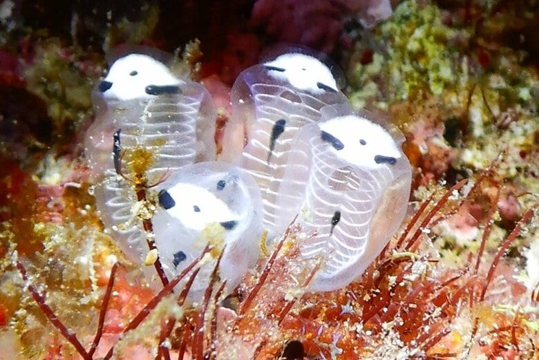 ガイコツパンダホヤ（提供：北海道大学大学院理学院博士後期課程3年 長谷川尚弘さん）