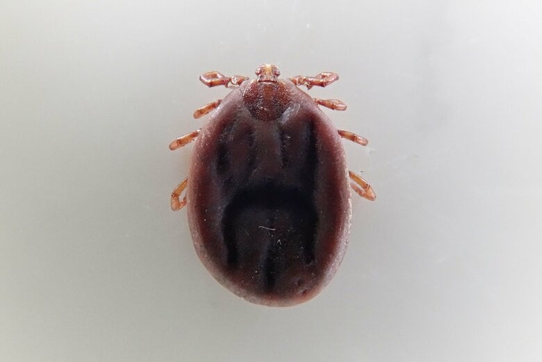 SFTSウイルスが検出された「オオトゲチマダニ」（画像提供：西海太介さん）