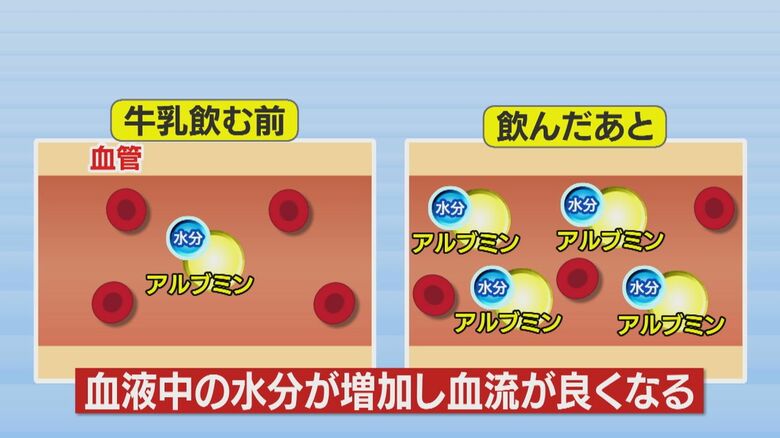 牛乳を飲む前と飲んだ後の血の流れ