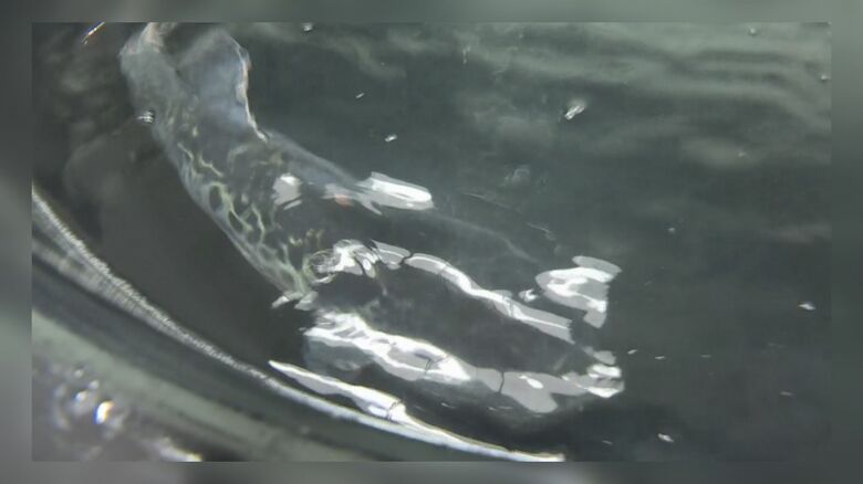 金沢大学は能登町でトラフグの養殖を研究中