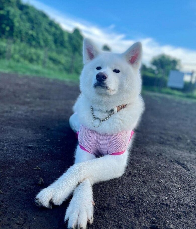 寝ていなくとも大面のっぷりを感じる