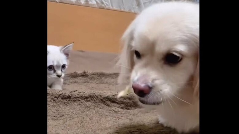 れいたくんのおやつを狙うこめくん