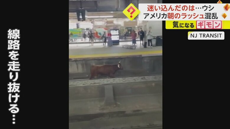 駅ホームの線路を軽快に走り抜けるウシ④
