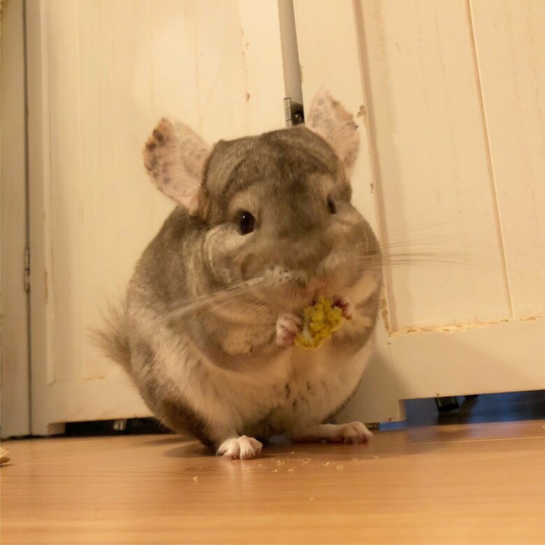 提供：おもちさん