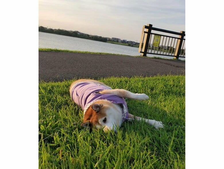 提供：柴犬ななさん