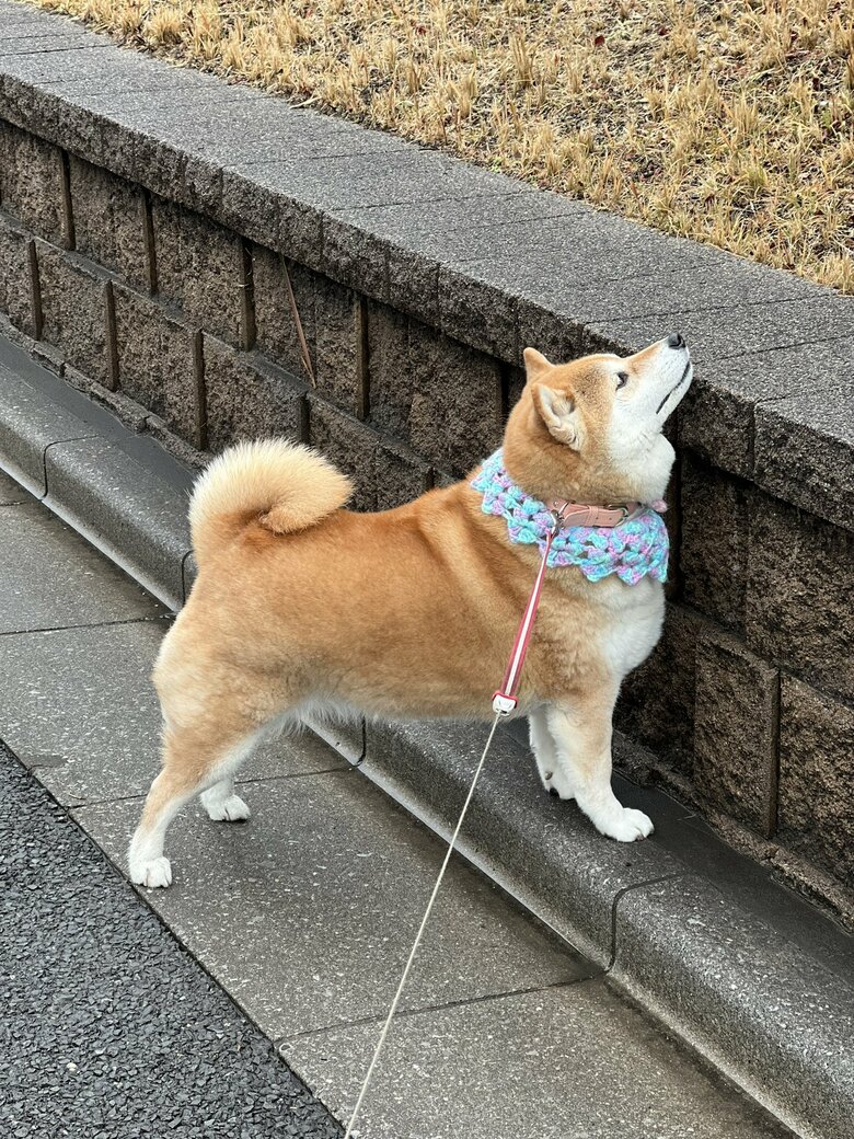 画像提供：柴犬ハナさん