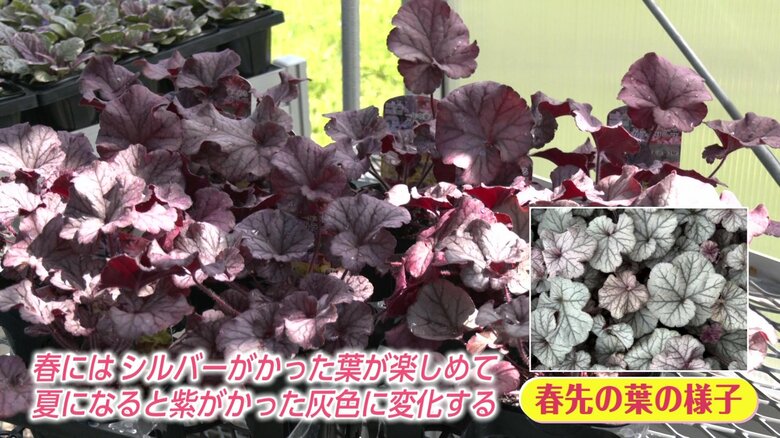 坂本さんおすすめの品種「ヒューケラのノーザンエクスポージャーシルバー」