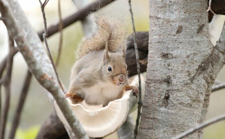 （提供：神戸どうぶつ王国）