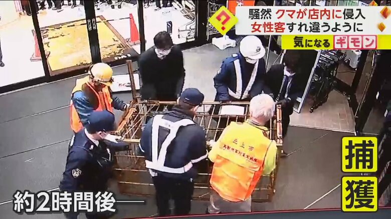 檻に入れられて運ばれていく子グマ