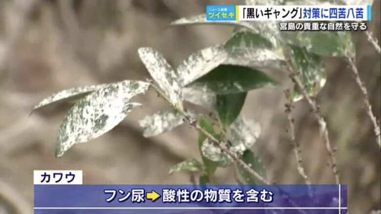 葉の表面を覆って光合成や呼吸を妨げるカワウのフン尿