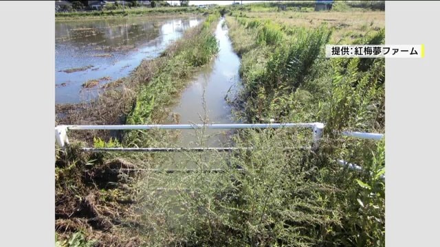 東日本大震災　農地への津波被害（画像：紅梅夢ファーム）