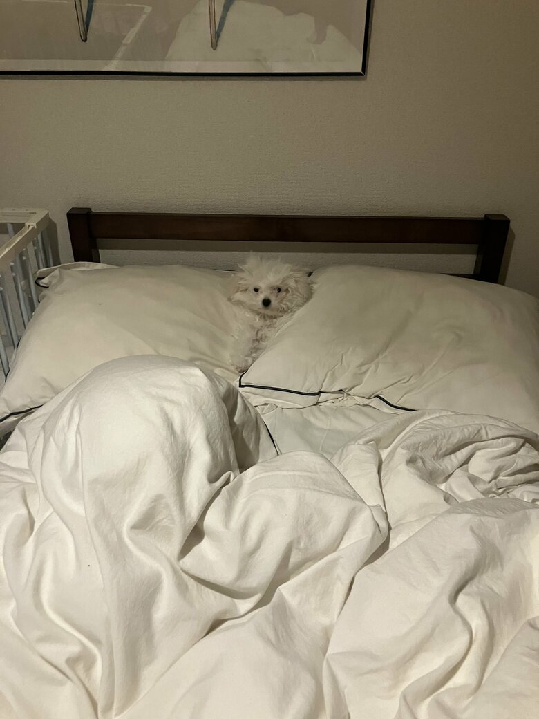 提供：白く、柔らかな犬さん