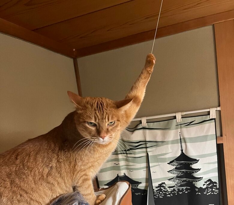 悪そうな表情で火災報知器を鳴らす、猫郎くん