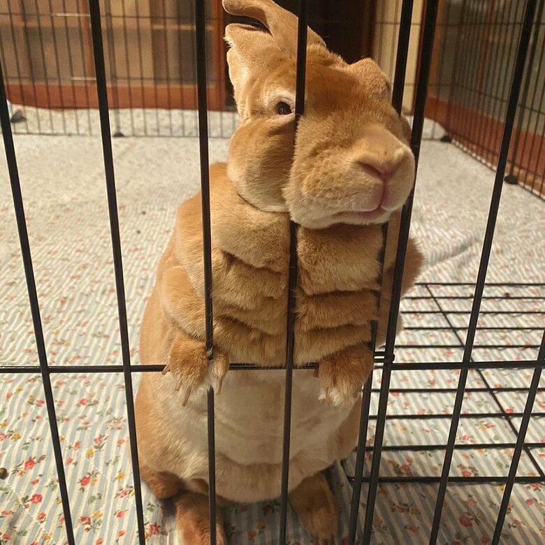 めり込んでいるムギちゃん