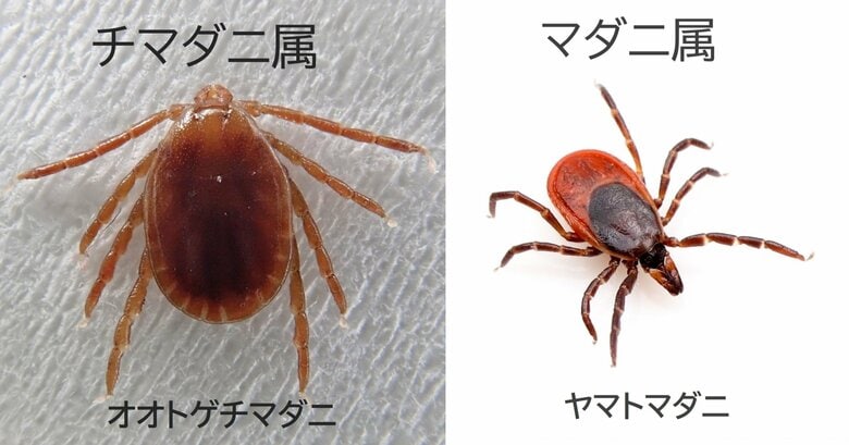 被害に遭いやすいチマダニ属、マダニ属（画像提供：西海太介さん）