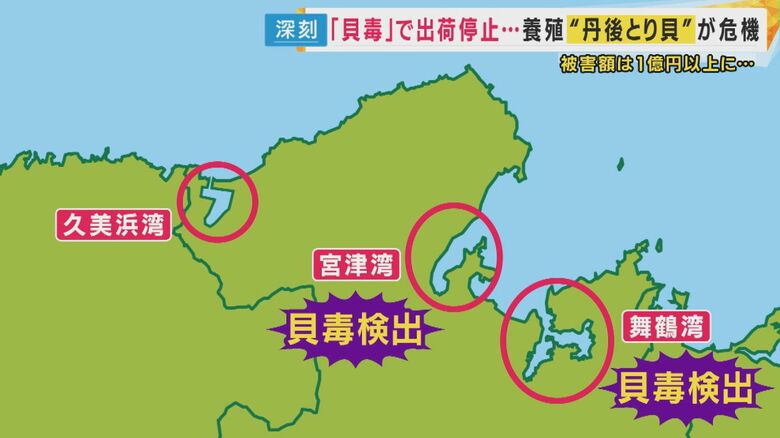 舞鶴湾と宮津湾では貝毒が検出され出荷停止