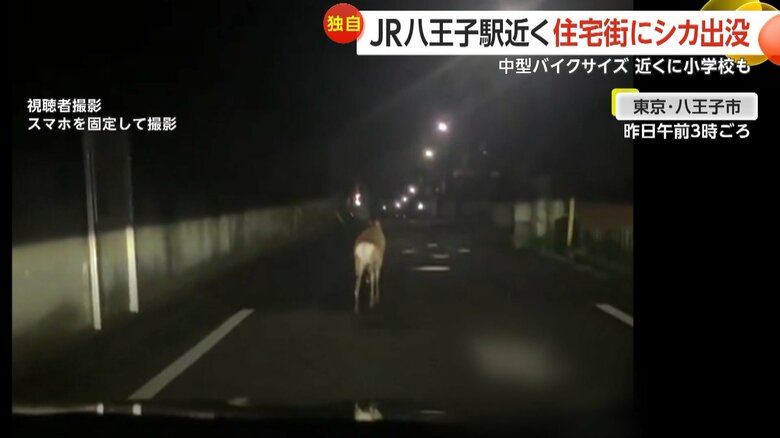 夜の住宅街を軽やかに駆け回るシカの様子②