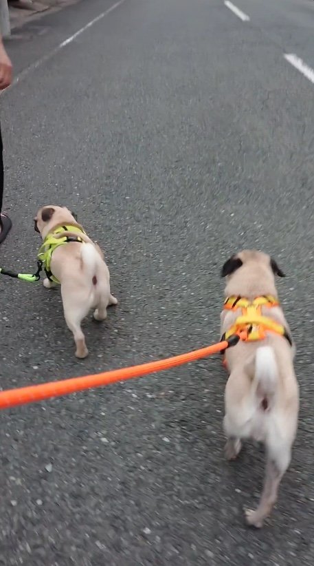 提供：たまごandおもちさん