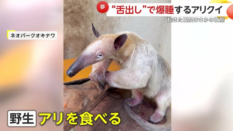 野生ではアリの巣を掘ってアリを食べるコアリクイ