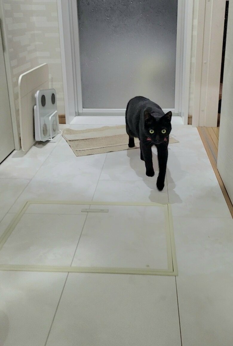 提供：仔猫を拾ったので