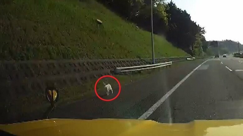 高速道路に迷い込んだ子ヤギ（千葉・佐倉市）