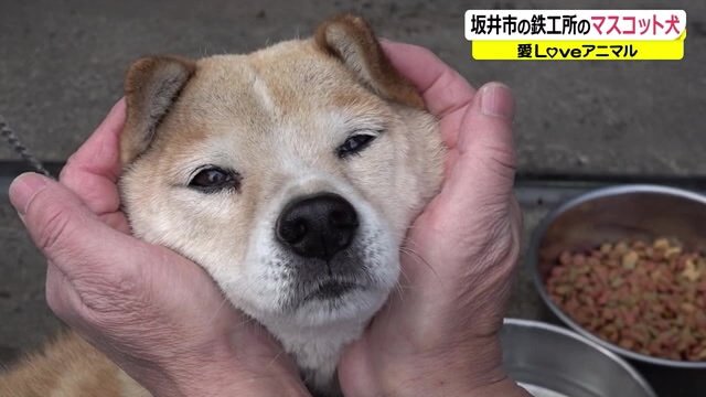 「ギュッ」されても吠えません