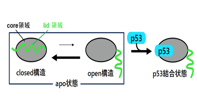 図1：apo状態(p53非結合状態)のHDM2において従来考えられていたopen-closed間の構造平衡