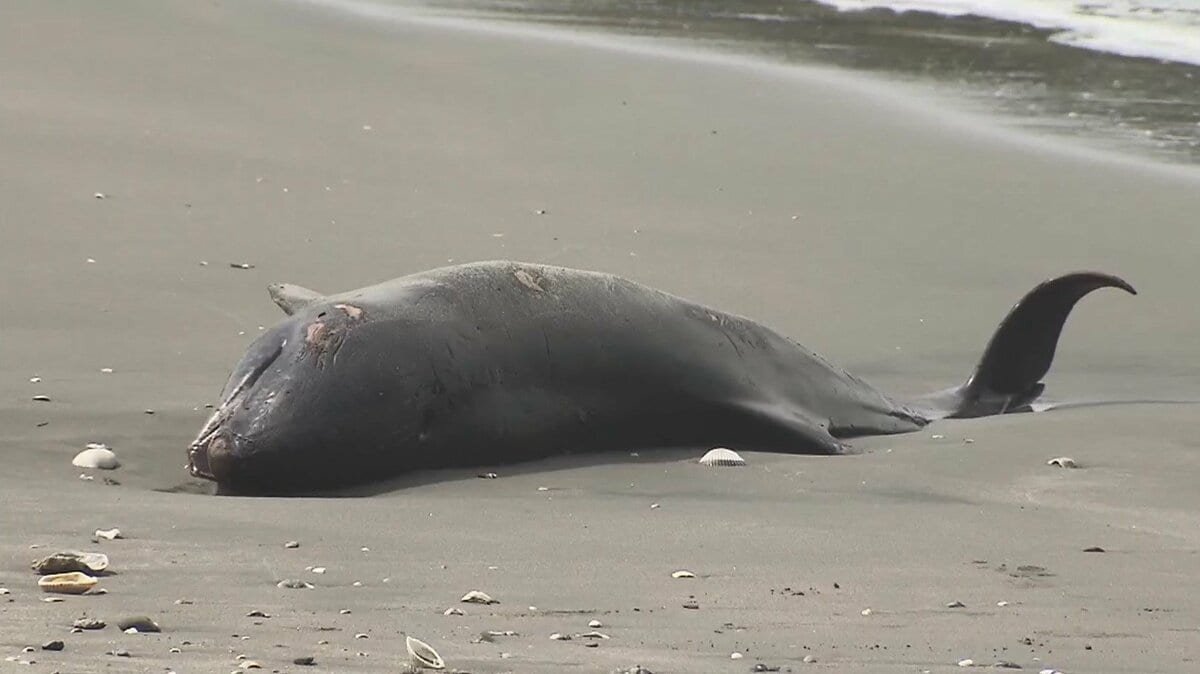 イルカ新たに9頭打ち上がる 千葉の海岸で…穴を掘り死骸埋める