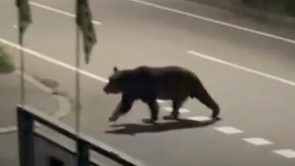 男性襲ったクマに新事実】4日前からつけ狙っていたか 男性が母親に相談