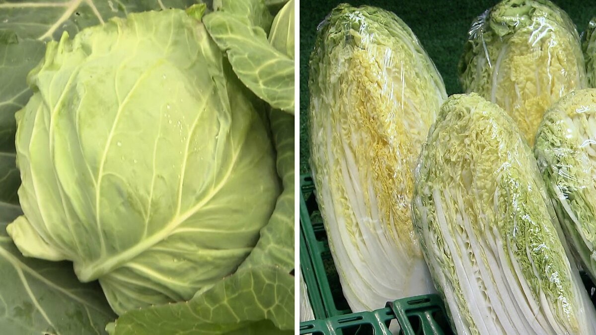 レタス価格 平年の2倍に 長雨影響 葉物野菜が高値