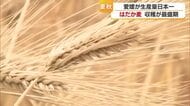 愛媛が生産量３９年連続で日本一「はだか麦」松前町で収穫本番「今年もよくできた」麦みそや麦茶に【愛媛】