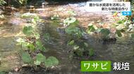 噴火に負けず、豊富な湧水活用で特産品開発へ　ワサビ約40株の試験栽培を開始