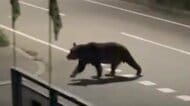 【男性襲ったクマに新事実】4日前からつけ狙っていたか 男性が母親に相談「ナイフ持って行った方がいいかな」恐怖を感じながら新聞配達の責任感―4年前にも女性襲って死亡させた個体と判明