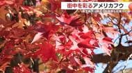 街中を彩る「アメリカフウ」　身近な街路樹も紅葉中　鹿児島市