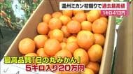 “５キロ入り２０万円” 早生温州ミカンの初競り 平均価格は過去最高値の４１３円【愛媛】