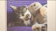 越前和紙の風合いが引き立てる猫の毛並みや表情　福井市の“ネコ写真家”作品展　越前市の紙の文化博物館