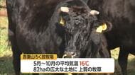 吾妻山ろく放牧場で最終下牧　涼しく夏過ごしたウシたちが飼い主の元へ・来春にかけ出産　山形・米沢市
