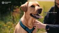 犬が人間の表情から感情読み取る　幸せそうな表情の写真で喜びの感覚に関わる脳の領域活発に　ウィーンの大学研究チーム