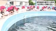 園児たち水産・海洋技術研究所を見学　テングサを足で踏み固める作業「足がくすぐったかった」