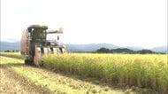ドローン直播の稲、収穫迎える　雑草少なく生育順調　中山間地域でのコメ作りへの導入に期待　秋田・大仙市