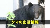 【速報】クマが木に登ったまま動かず　膠着状態が続く　警察や市が対応検討　岩手・遠野市