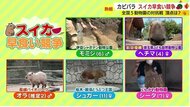 毎年恒例カピバラたちの熱い夏　“ゆるくも熱～い”カピリンピック　静岡代表・モミジは無念【静岡発】