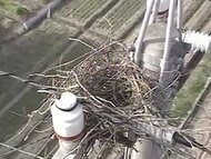 【停電】設備に鳥の巣が接触しショート…香川３市町で計約３０００戸停電　鳥の巣、四国で年間約２万件撤去